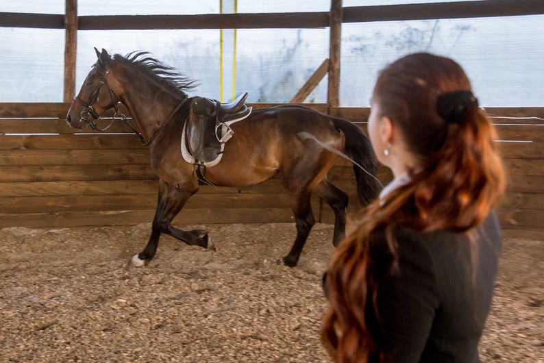 Dressage Horse Riding