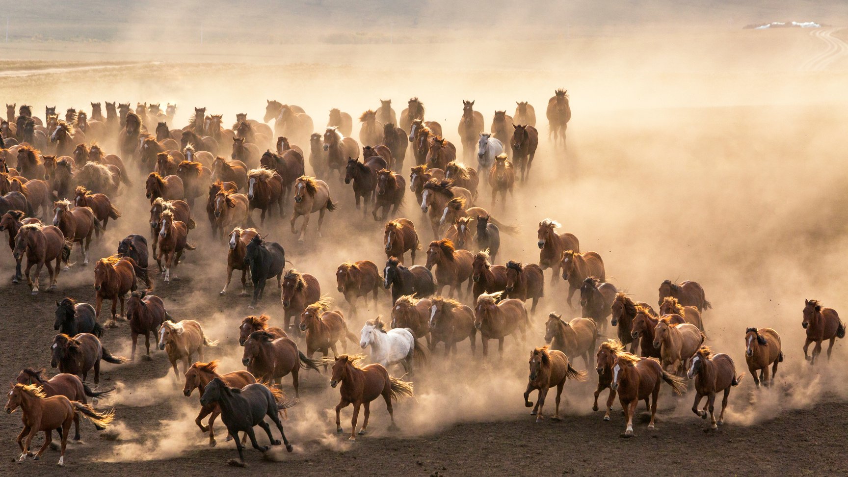 mongolian horses