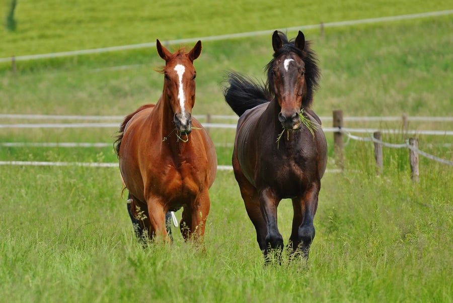 Horses in the Meadow